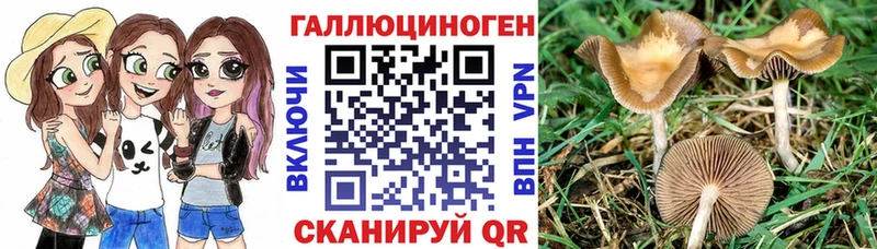 Купить где  Междуреченск  Галлюциногенные грибы Psilocybe 